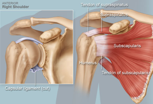 Rotator Cuff Injuries - Intulo Health Remedial and Sport Massage