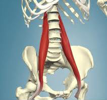 Lower Back Pain and why the PSOAS muscle could be the cause? - Intulo